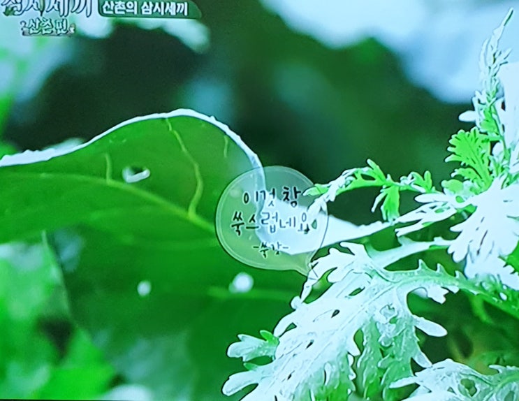  삼시세끼 산촌편 시청중