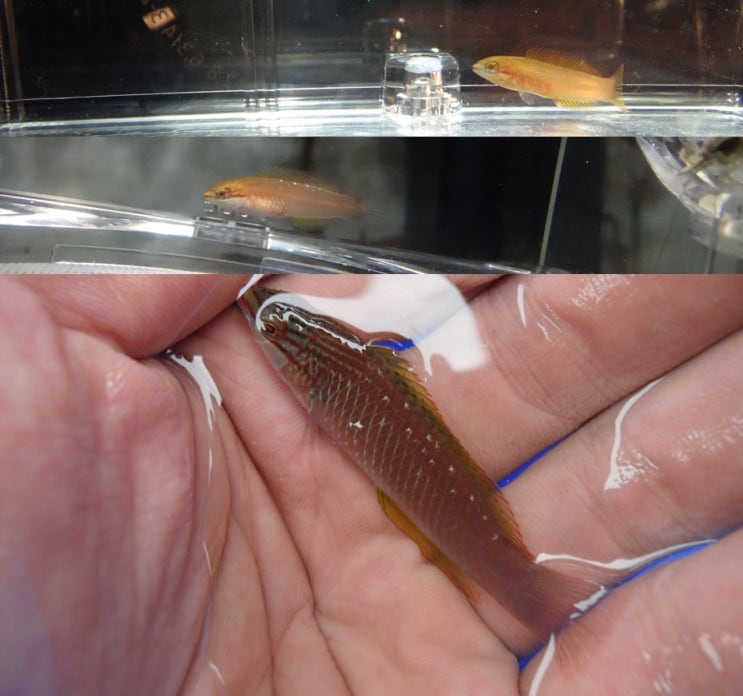  황놀래기 Pseudolabrus sieboldi    ホシササノハベラ / 놀래기과 (Family Labridae)의 1종