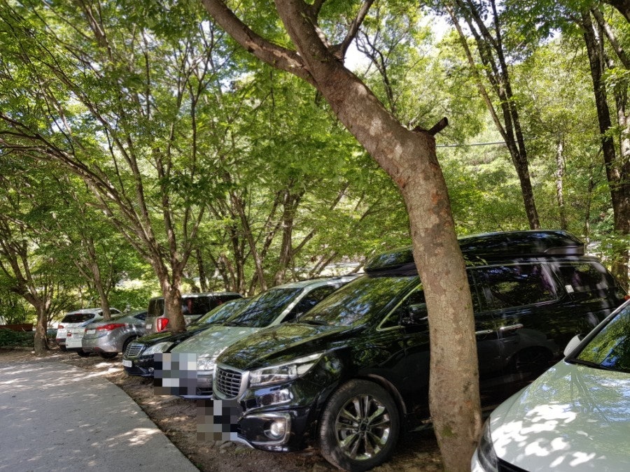 팔랑소 사진 4