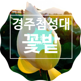 경주가볼 곳/  연꽃 꽃밭 첨성대주변