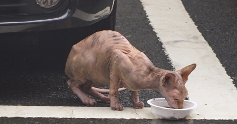 동물농장 바람 락꾸 부부 웰시 5남매 견주 신상길 희귀묘 외계묘 스핑크스 고양이 미스터리 가격 거제 아파트 촬영장소 930회 동물농장 누더기견 얼룩이 대구 폐가 류금순 8월11일