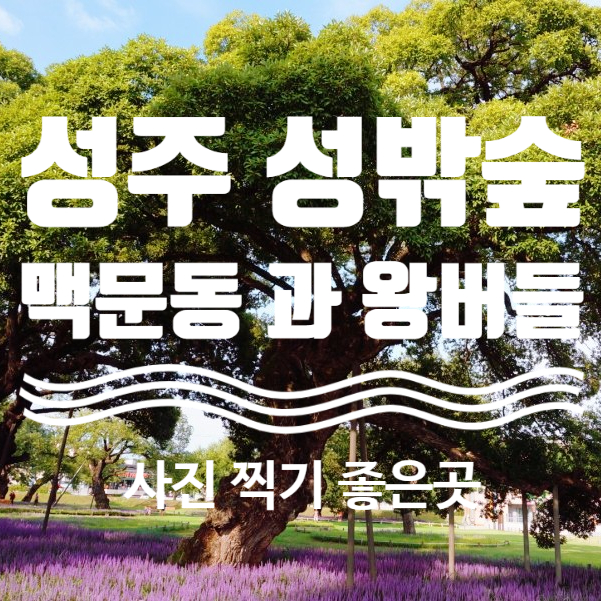  경주 성주 사직찍기좋은곳 성밖숲 맥문동과 왕버들