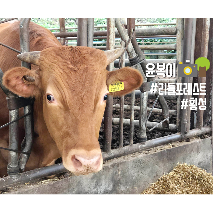  고추수확 리틀포레스트 윤복이