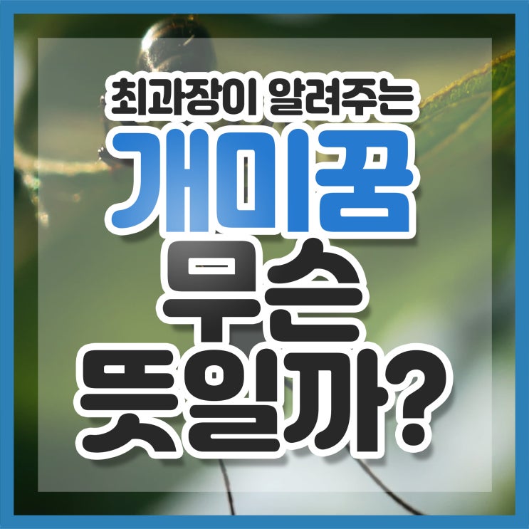  개미꿈 이런 뜻이었구나!