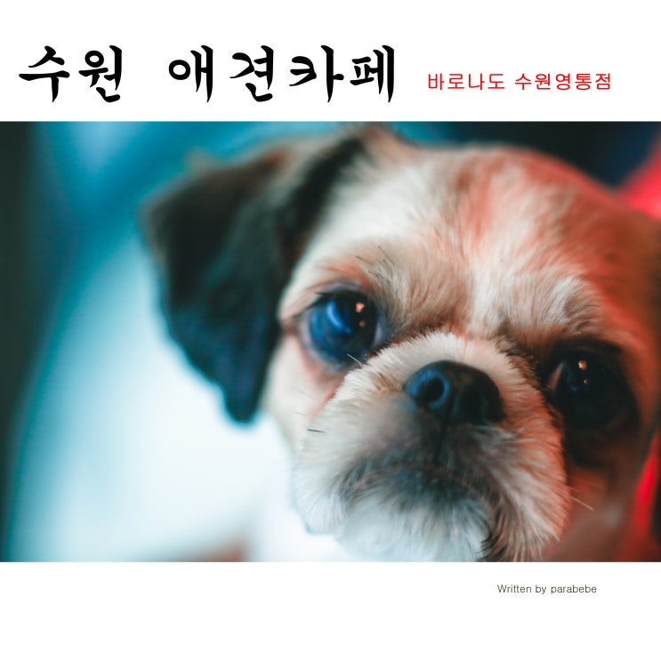  강아지 보러 수원 애견카페에  갔어요.