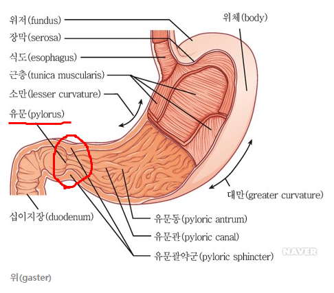  쿠마] 소화불량 해결책 - Betaine HCL & 펩신 (위산보충제)