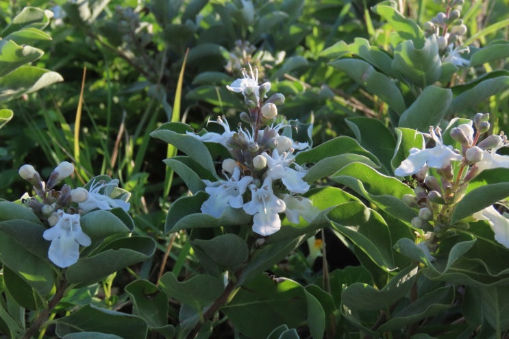 순비기나무 흰꽃 (흰순비기나무)- 포항 구룡포에서 만난 야생화