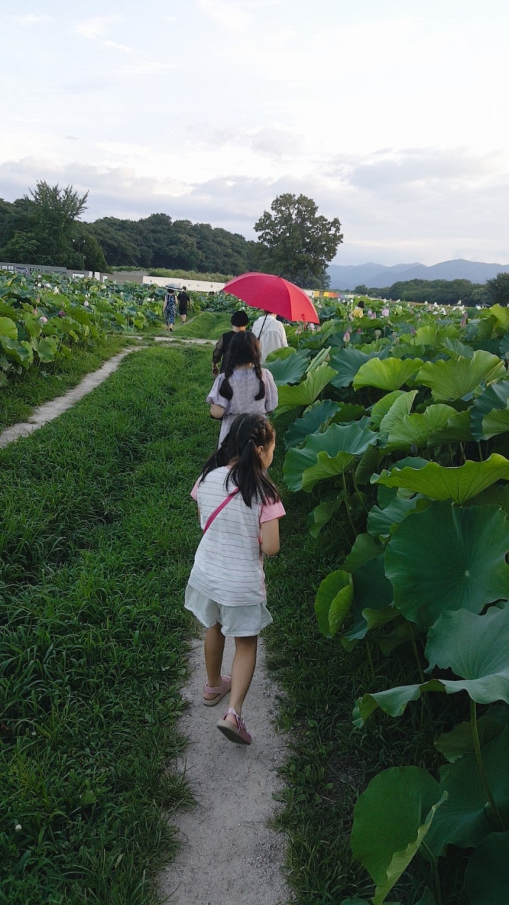 경주 가볼만한 곳 여름여행 첨성대 연꽃단지 경주 가볼만한 곳 여름여행 첨성대 연꽃단지