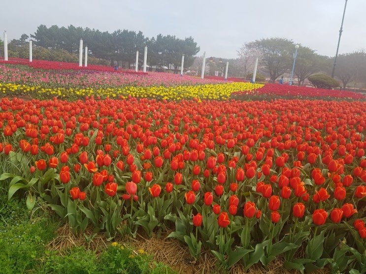  튤립은 너무 이뻐! 오송  더덕 삼겹살도 최고!