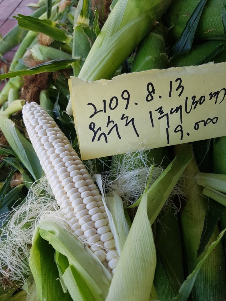  괴산대학찰옥수수, 깐다슬기, 자연산버섯, 민물고기 판매요~^^
