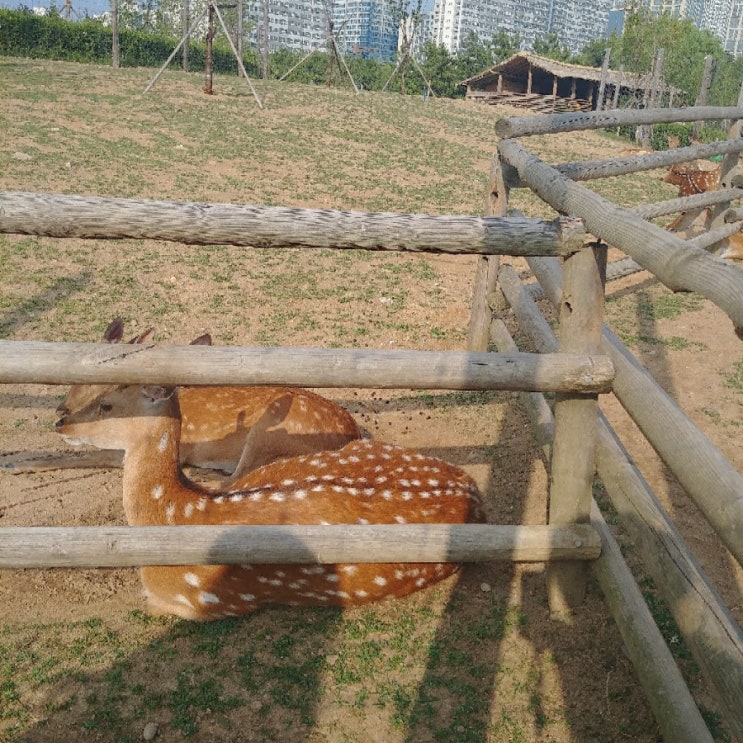  가볍게 산책하기 좋은 송도 센트럴 파크 카약체험 후기!