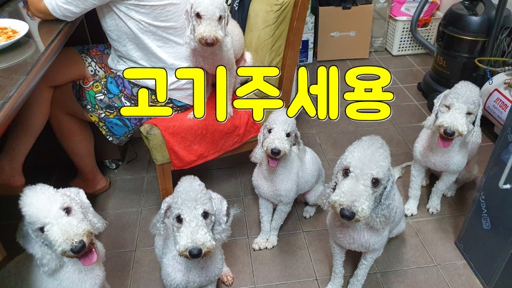  똑똑한 강아지 베들링턴테리어 애완견 분양받을때 정말 좋아요.