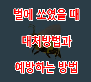  벌에 쏘였을 때 대처 방법 및 예방법에 대해 알아보자!