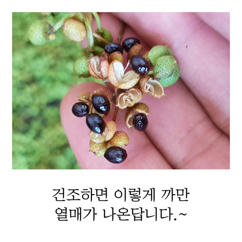 제피수확시기 및 2019 제피판매가격 소개 : 네이버 블로그