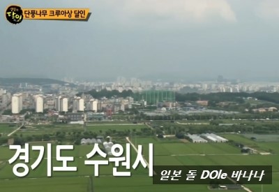  생활의 달인 수원 단풍 편백나무 크루아상 달인