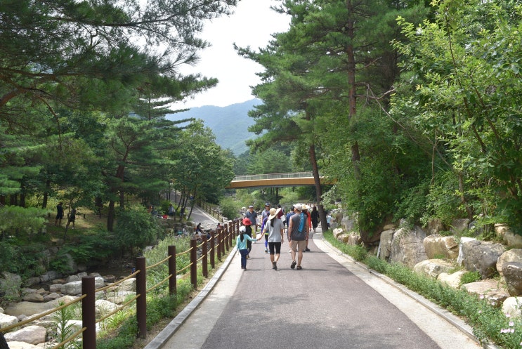  강릉 가볼만한 곳, 솔향수목원에 다녀왔어요