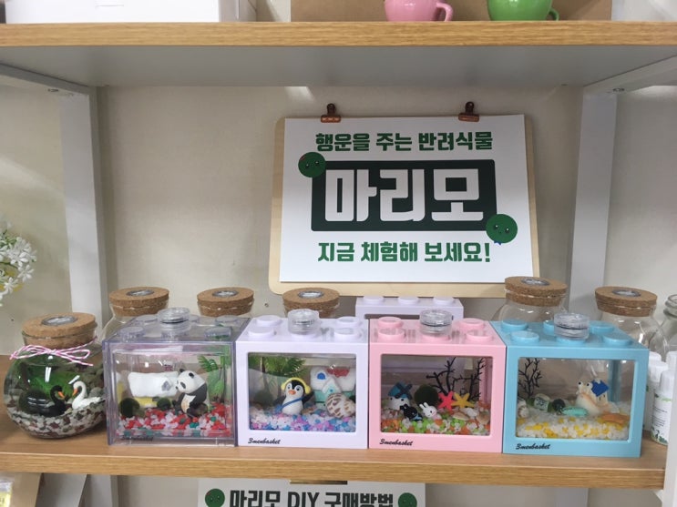  부천 마리모 파는곳, 잼잼홀릭 슬라임 카페