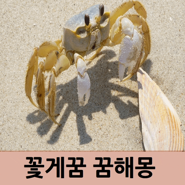  꽃게꿈 꿈해몽