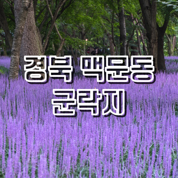  경북에서 구경하기 좋은 맥문동군락지 성주 성밖숲과 구미 금오산