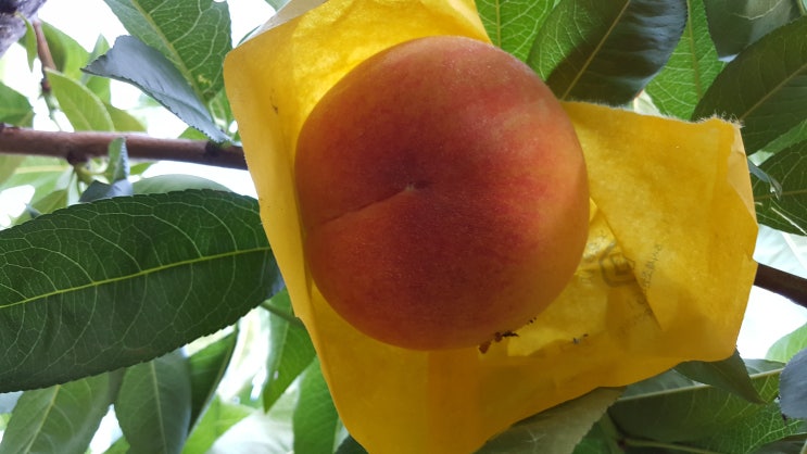  초보농부의 농사이야기, 실망,좌절,그리고 희망