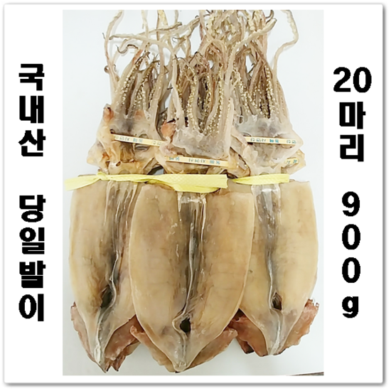  국내산 당일발이 오징어 최상품 20미 한축