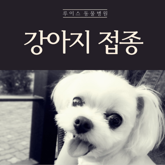  간석동강아지접종 시기와 종류, 예방접종 스케줄