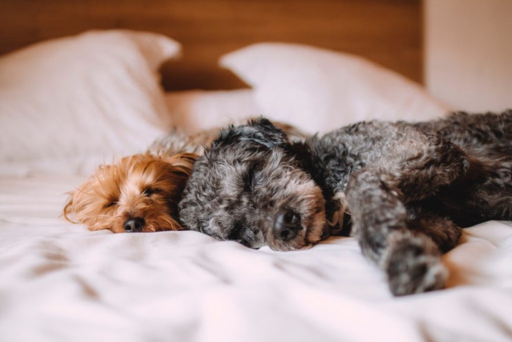 강아지 혼자 재우기 vs 침대에서 같이 자기 – 장단점 파헤치기
