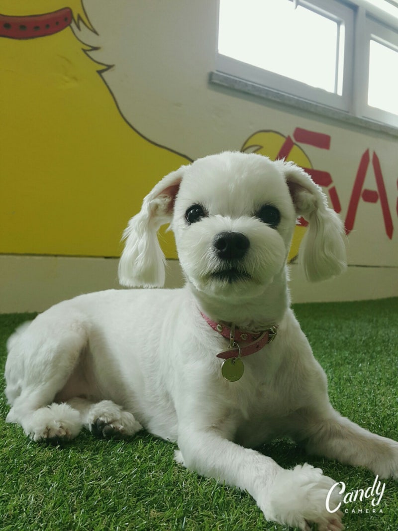 강아지 똥이 하얗다면 무슨 뜻인가요