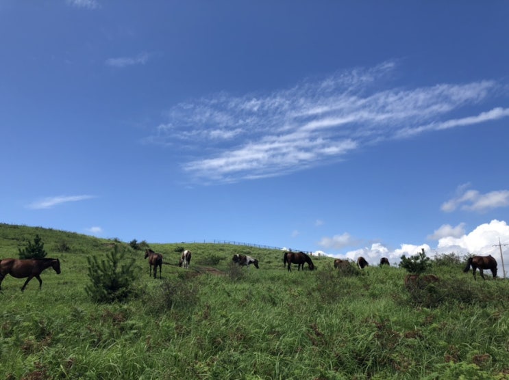  Jeju Day7) 아쉬운 제주의 마지막 일정_용눈이오름_제주도립미술관_동문시장 기념품 구입