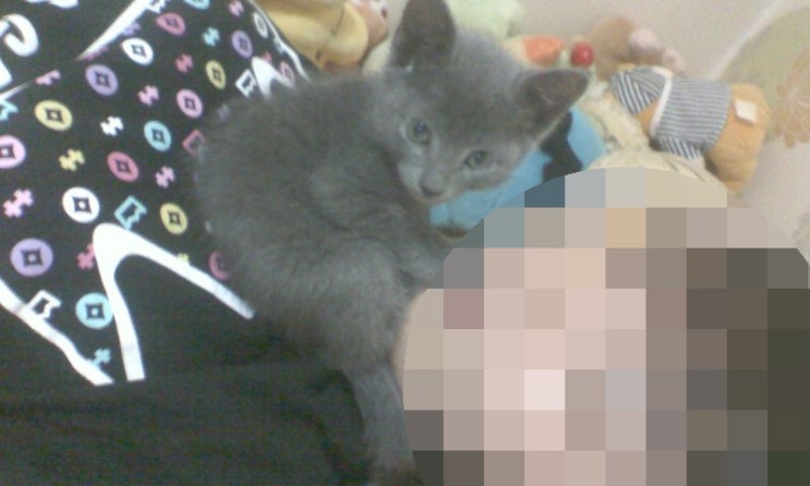  고양이 코라트 라이제르 사진 영상