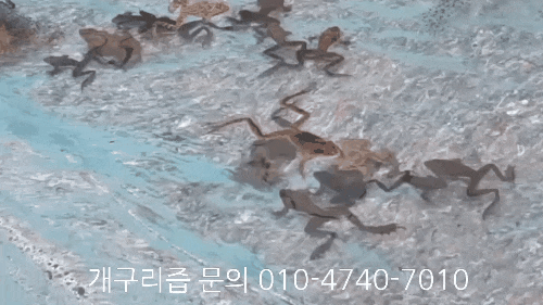  개구리즙 먹으면 어디에  좋을까?