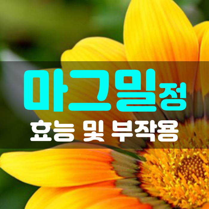  변비약  마그밀정(마그밀정500mg) 상세효능과 부작용 정리했어요