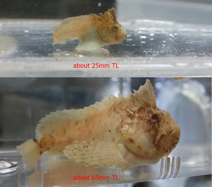 풀미역치 Erisphex pottii アブオコゼ  /  풀미역치과 (Family Aploactinidae)의 1종