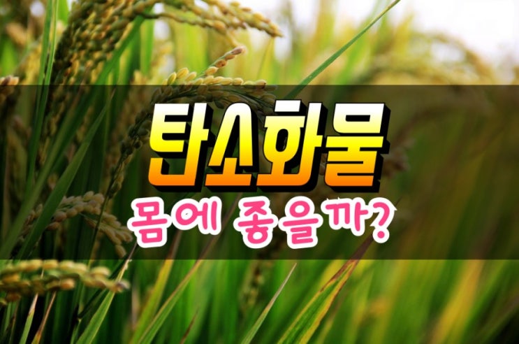  탄수화물 음식들에 대해 우리가 모르고 있는 불편한 진실