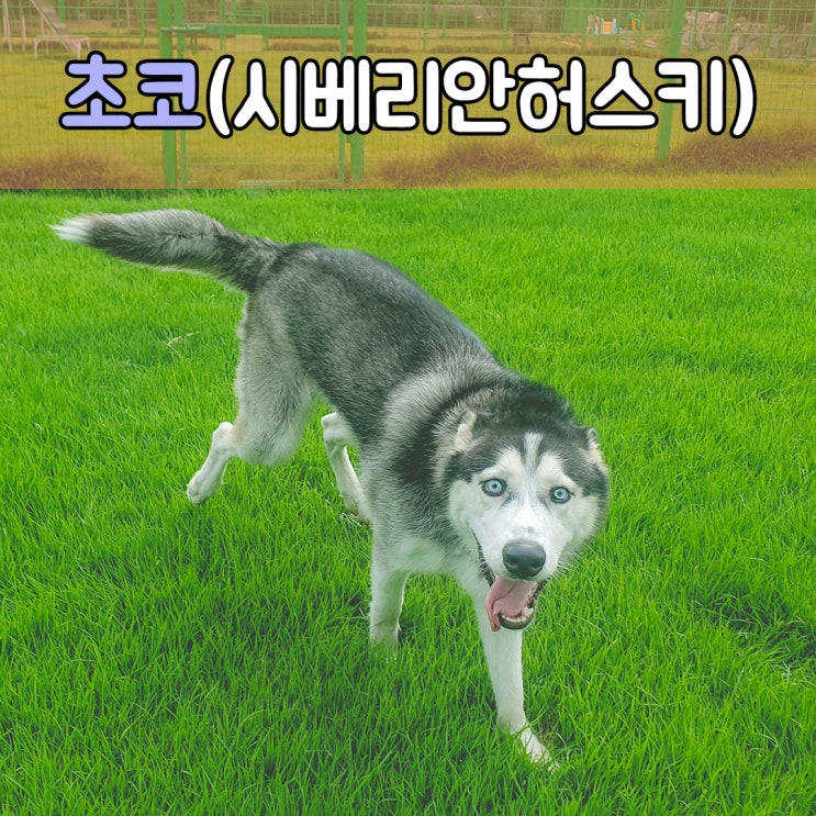  에너지가 넘치는 허스키의 애견호텔, #울산경남대형견호텔 #울산경남강아지호텔