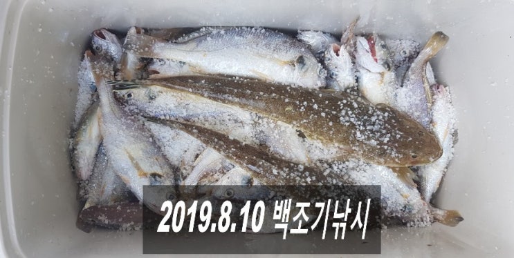  2019.8.10 충남 무창포항 백조기낚시 (히트호) (#.38)