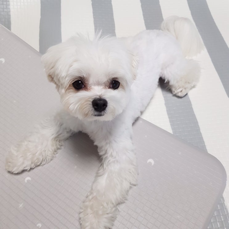  강아지 매트 후기 :: 퍼핑 사용기 1개월차 ღ’ᴗ’ღ