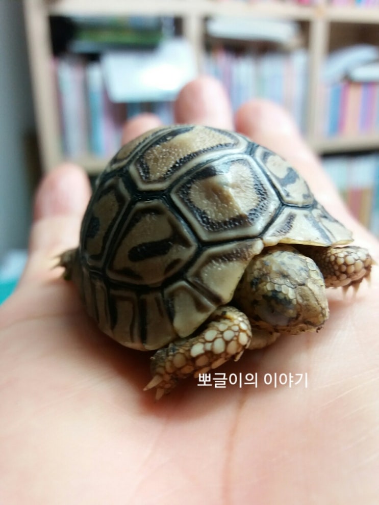  레오파드 육지거북이 분양해 왔어요. 사육장셋팅방법