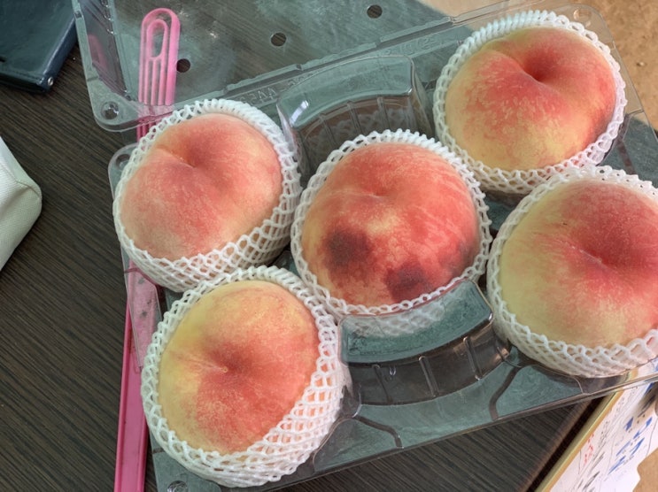  2019년 복숭아 과수원 이야기