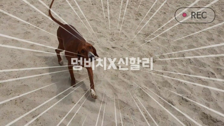  양양 멍비치 애견동반여행 당일치기후 다시찾아옴^^