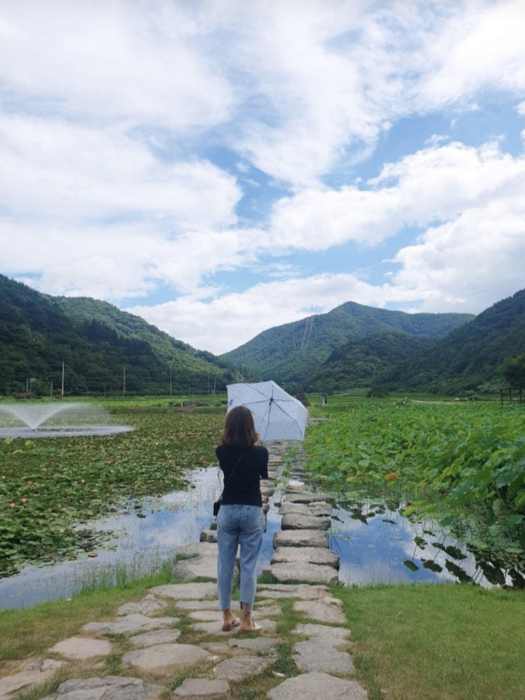  경남 고성 상리연꽃공원 아직은 봉오리가 많네유~