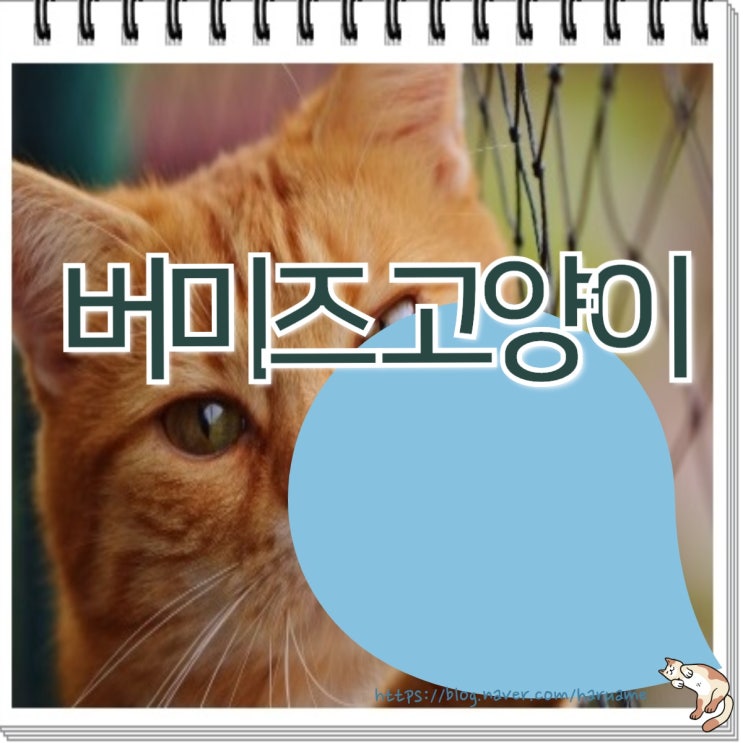  버미즈 고양이 성격과 특징에 대해 알아보자!!