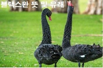  블랙스완 뜻 및 유래