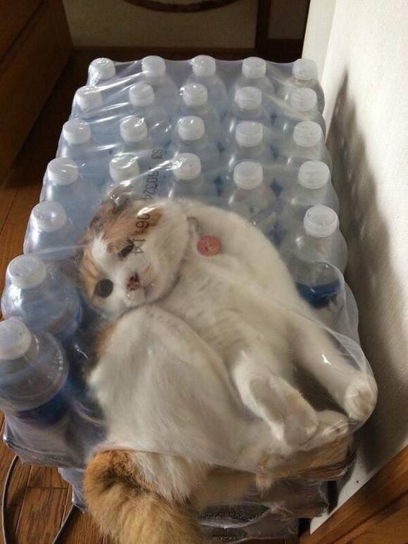  고구마