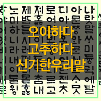  신기한 우리말 오이하다 고추하다 자몽하다 수박하다 과일하다 포도하다 등 재미있네요!