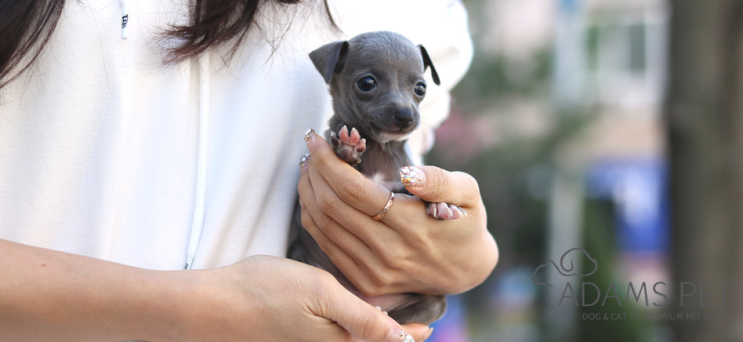  이탈리안그레이하운드분양 생소한만큼 매력있어!