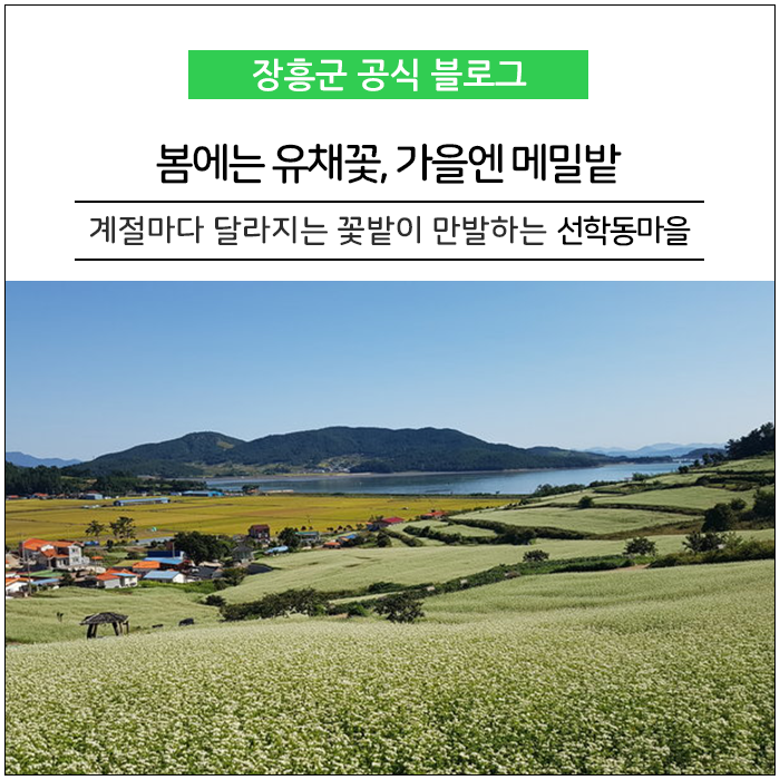  가을이 오면 꼭 가야 하는 곳 '장흥 선학동마을'