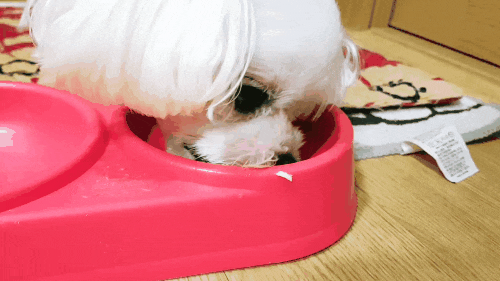  고양이,강아지보양식은 애견,애묘 전용 더독 수제 삼계탕으로 가격,후기리뷰 포함