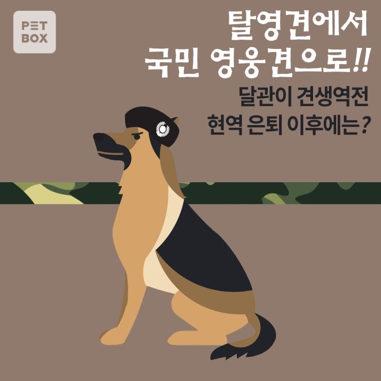  탈영견에서 영웅견이된 달관이?? 은퇴이후는??