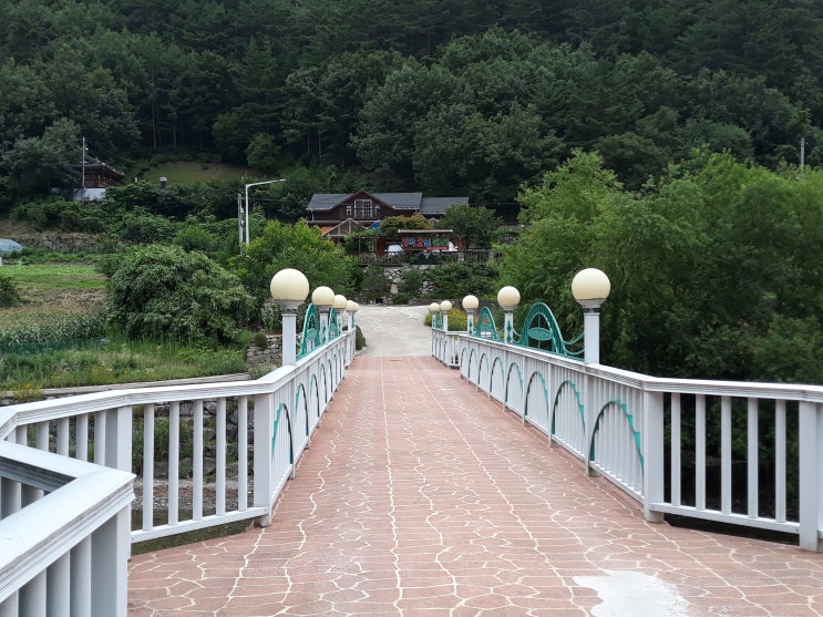  덕풍계곡 야생화-병아리난초,산조팝,등칡